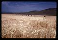 Barley field with combines in background, Hawkins Ranch, Umatilla County, Oregon, circa 1970