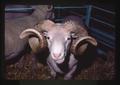 Ram with large horns, Oregon, 1976