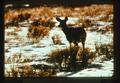 Deer, 1975