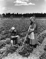 Howing strawberry field