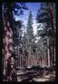 Pine trees near Sisters, Oregon, circa 1970