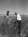 President Jensen examines wheat