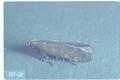 Epithectis vepretella (Cotoneaster webworm)