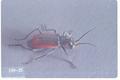 Malachius aeneus (Scarlet malachite beetle)