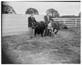 Athletics administrators Jim Barratt and Spec Keene pictured with Black Angus and Hereford to be given away at homecoming football game, Fall 1953