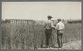 Men examining wheat