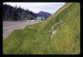 Grassed embankment along highway near Azalea, Oregon cutoff, 1967
