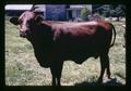 Brown cow in pasture, Peoria, Oregon, July 1973