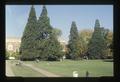 Sequoia in Memorial Union Quad, Oregon State University, Corvallis, Oregon, 1986