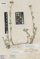 Eriophyllum lanceolatum Howell