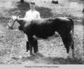 Berea student and steer