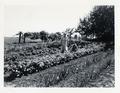 Mrs. Otto H. Vollstedt and Edith in good family garden