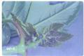 Periphyllus testudinaceus (Common maple aphid)