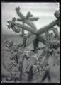 Cactus wrens
