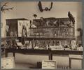 Interior view of the OAC Zoological Laboratory