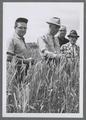 Wilson Foote, F.E. Price, Dean of Agriculture, Bob Henderson, and Ralph Besse in wheat plots at Hyslop farm