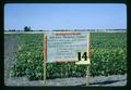 Bush bean management practices test plots, Jackson Farm, Corvallis, Oregon, 1966