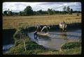 Water buffaloes bathing, Thailand, circa 1965