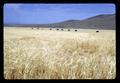 Barley field with combines in background, Hawkins Ranch, Umatilla County, Oregon, circa 1970