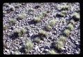 Ryegrass stubble after straw removal, Oregon, circa 1971