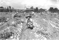 Harvesting potatoes