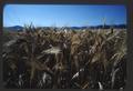 Grain field, Sams Valley