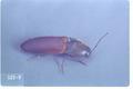 Ampedus phoenicopterus (Click beetle)
