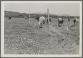 Cows in a field