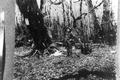 Forest area with uniformed Loon Lake ranger.  Landscape land application posted 1910