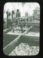 Unloading salmon at cannery