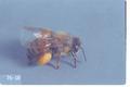 Apis mellifera (Honey bee)