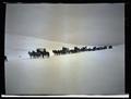 Line of elk crate wagons in the snow