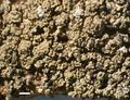 Lecanora saligna