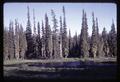 Lost Creek and forest along Santiam Pass, Oregon, circa 1967