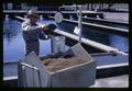 Weighing pellets at Cascade Salmon Hatchery, Cascade Locks, Oregon, circa 1965