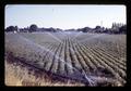 Sprinkler-irrigated table beets, Junction City, Oregon, circa 1969