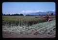 Harvesting dill, Lane County, Oregon, August 1977