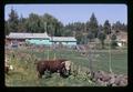 Hereford bull, Oregon, circa 1972