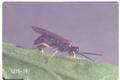 Pristiphora rufipes (Columbine sawfly)
