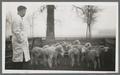 Dr. J.N. Shaw, associate veterinarian at Oregon Experiment Station, with lambs