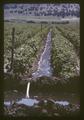 Irrigated potato field, Klamath Falls, Oregon, circa 1965