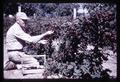 Jim Garland with Chehalis blackberries, 1958