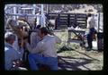 Researchers drawing blood sample from cow, Klamath Experiment Station, Klamath Falls, Oregon, circa 1972