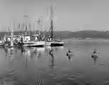 2340 Seabirds & Fishing Boats 12 Sept 1948