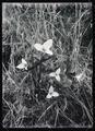 Trillium flowers
