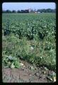 Harvested rows of bean plants, 1967