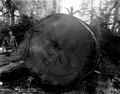 Logger next to large felled tree