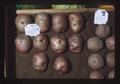 First prize red skin potatoes, Oregon State Fair, Salem, Oregon, 1975