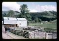 Murray Dawson and Tyrone Power at Douglas County sheep demonstration farm, Douglas County, Oregon, circa 1970