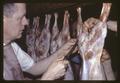 Closeup of James Oldfield removing section of carcass for white muscle studies, 1967